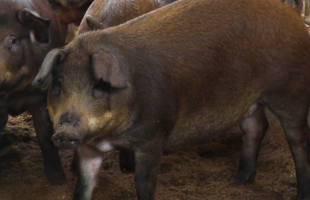 紀州うめぶたプレミアム豚画像